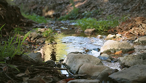 The Strawberry Creek Watershed Project